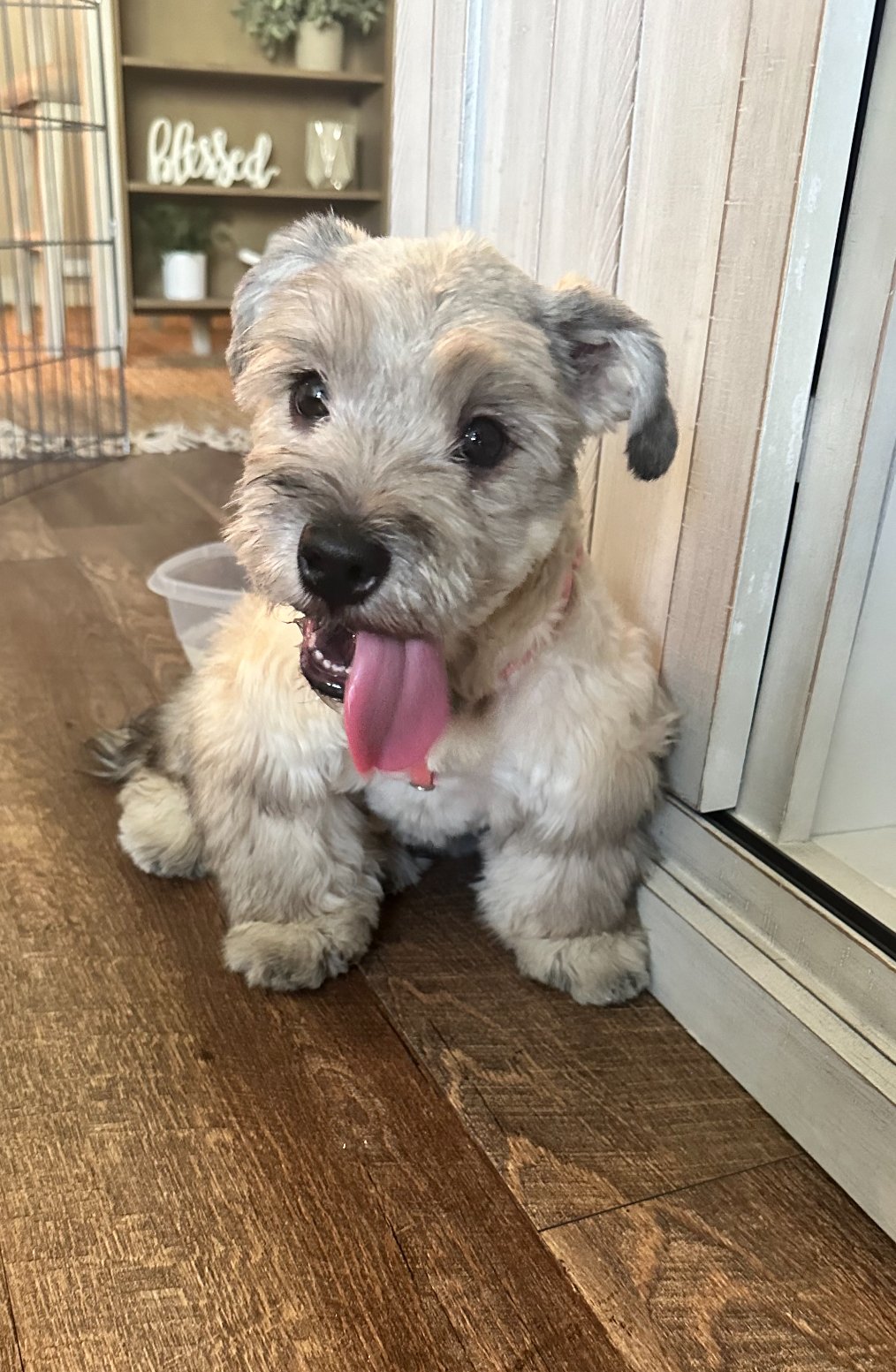 Schnauzer puppy