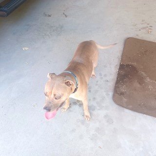 Pit-Bull-Stuart-found-6925
