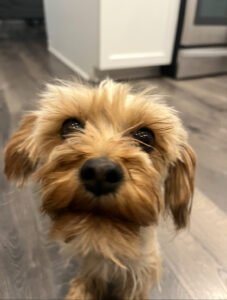 Maggie