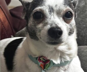 Bruno