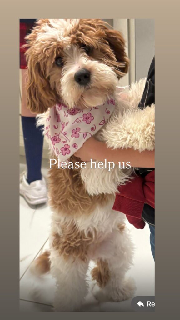 54A76F8B-2915-4C15-8DF2-ADF1AE7EF02A